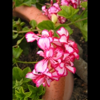 Geranium lierre double bicolore (fam. Geraniacees)(03)
